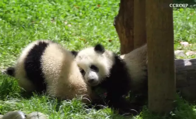 影片截圖 CGTN圖片