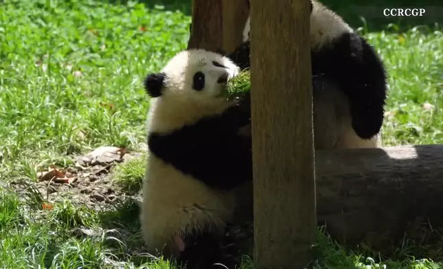 影片截圖 CGTN圖片