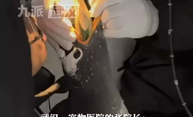 企鵝誤吞手套，武漢獸醫驅車近4小時上門僅用10分鐘取出助恢復健康。網上圖片