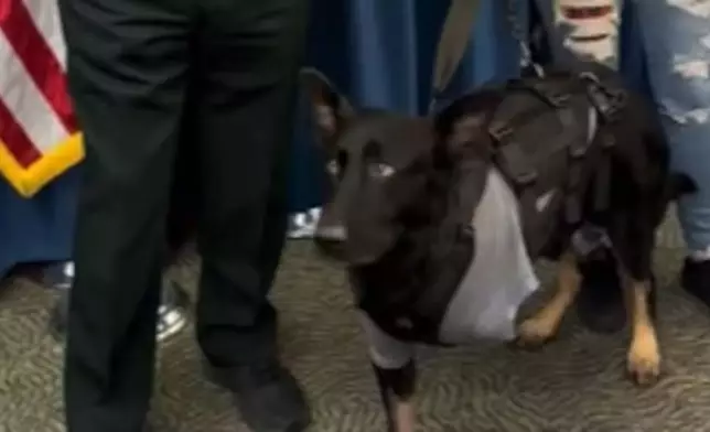 英勇警犬為保護3警員中槍重傷，截肢後靠3腿重新站立，現已光榮退役展開新生活。網上圖片