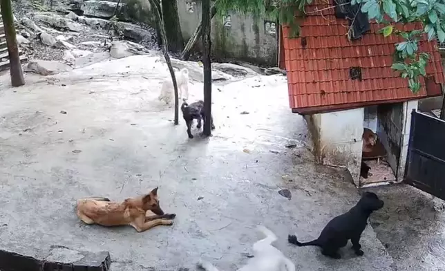 收容所西摩犬突倒地離世，同伴蜂擁上前哀鳴徘徊似不捨送別。網上圖片
