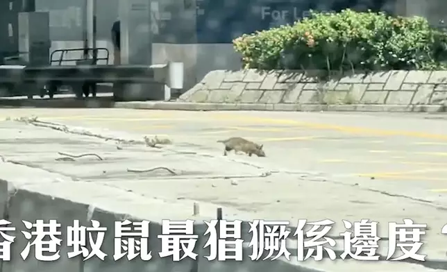 近日有網民拍到有老鼠從馬路中央石壆爬出。來源：巴士的AITV《香港大數據》