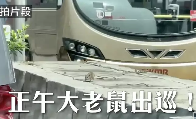 近日有網民拍到有老鼠從馬路中央石壆爬出。來源：巴士的AITV《香港大數據》