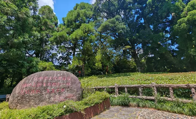 千年柳杉。巴士的報記者攝