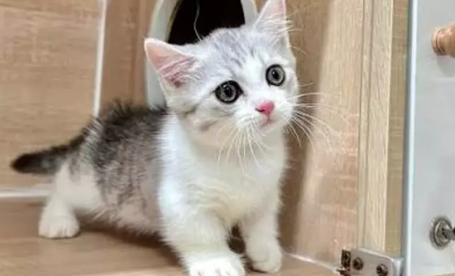 起司貓。meowfurrycatstore IG