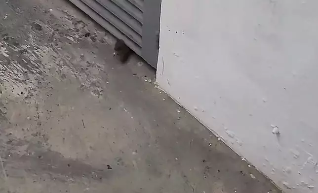 fb影片截圖