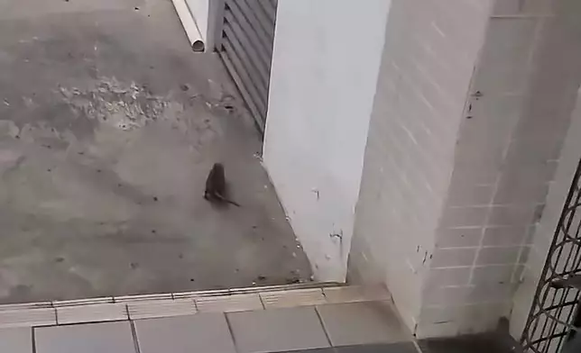 fb影片截圖