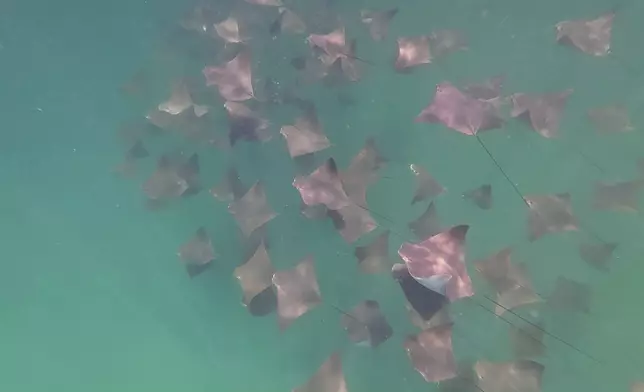 好多魔鬼魚一齊游水。