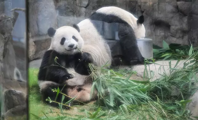 海洋公園辦大熊貓生日慶典 盈盈樂樂龍鳳胎迎兩歲生辰