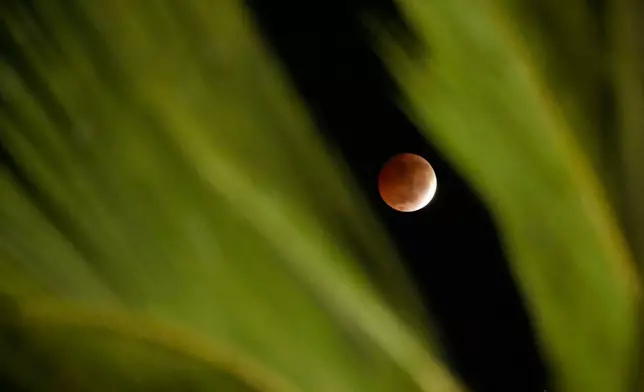 2026年8月28日周五，巴西巴伊亞州薩爾瓦多，月偏食期間，月亮在椰子樹後方升起。(美聯社圖片/Eraldo Peres) AP圖片