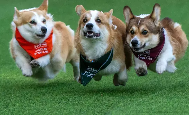 (美聯社圖片/Mindaugas Kulbis) 哥基犬在立陶宛維爾紐斯舉行的2026年維爾紐斯哥基犬大賽活動中競賽，攝於2026年8月15日周六。 AP圖片