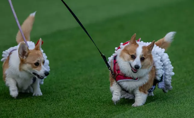 一隻哥基犬在立陶宛維爾紐斯舉行的2026年維爾紐斯哥基犬大賽國際活動中參與時裝表演。攝於2026年8月15日周六。(美聯社圖片/Mindaugas Kulbis) AP圖片