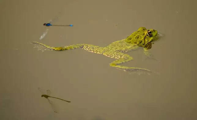 周一，羅馬尼亞拉斯瓦，多瑙河水位下降，導致通常被淹沒的區域露出水面，一隻青蛙在水窪中漂浮。(美聯社圖片/Andreea Alexandru) AP圖片