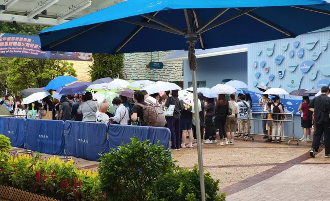 港產大熊貓「加加」、「得得」兩歲生日，熊貓迷一早冒雨在海洋公園排隊輪候入場。巴士的報記者攝