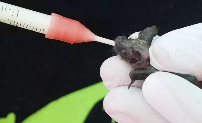 Francesca Gentili在羅馬，其擔任志願者的意大利蝙蝠保育協會「Tutela Pipistrelli」流離失所蝙蝠收容所內，餵飼一隻普通伏翼牛奶。攝於2026年7月29日周三。(美聯社圖片/Andrew Medichini) AP圖片