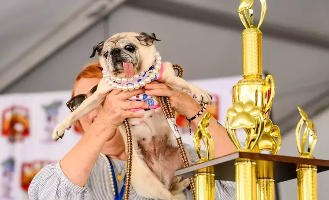 獲救的八哥犬珍妮露周五（2026年8月14日）在加州聖羅莎索諾馬縣博覽會舉行的全球最醜狗大賽上，慶祝贏得第一名。(美聯社圖片/Noah Berger) AP圖片
