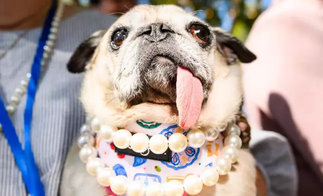 獲救的八哥犬珍妮露周五（2026年8月14日）在加州聖羅莎索諾馬縣博覽會舉行的全球最醜狗大賽上準備參賽。牠最終贏得第一名。(美聯社圖片/Noah Berger) AP圖片