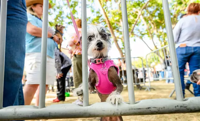 七歲的中國冠毛犬波比周五（2026年8月14日）在加州聖羅莎索諾馬縣博覽會舉行的全球最醜狗大賽上準備參賽。(美聯社圖片/Noah Berger) AP圖片
