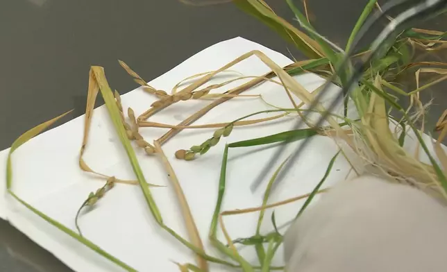 影片截圖 CGTN圖片