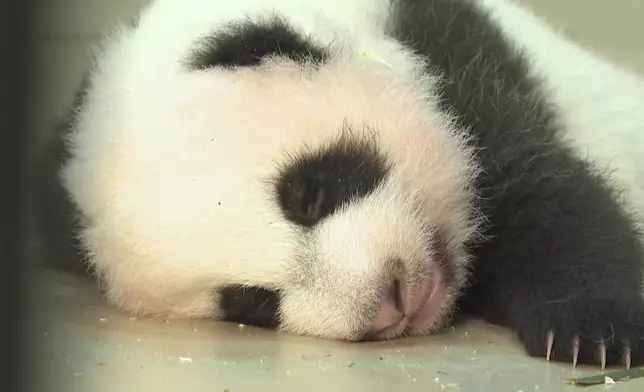 影片截圖 CGTN圖片
