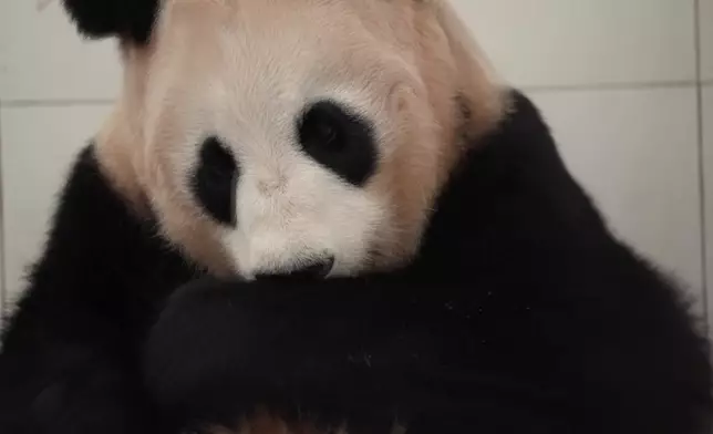 影片截圖 CGTN圖片