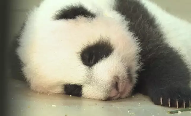影片截圖 CGTN圖片