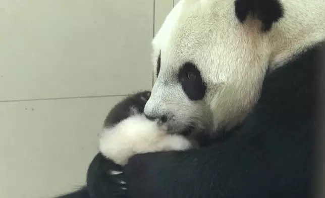 影片截圖 CGTN圖片