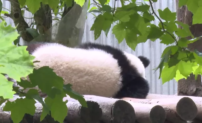 影片截圖 CGTN圖片