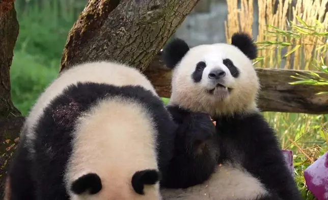 影片截圖 CGTN圖片