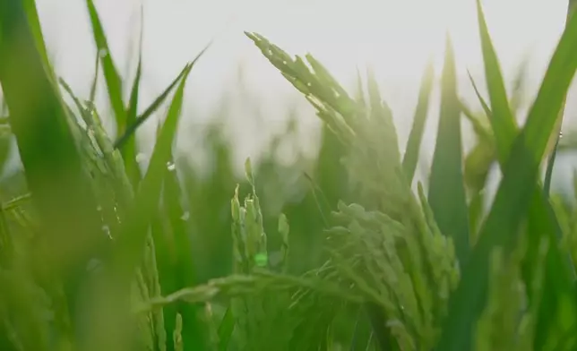 影片截圖 CGTN圖片