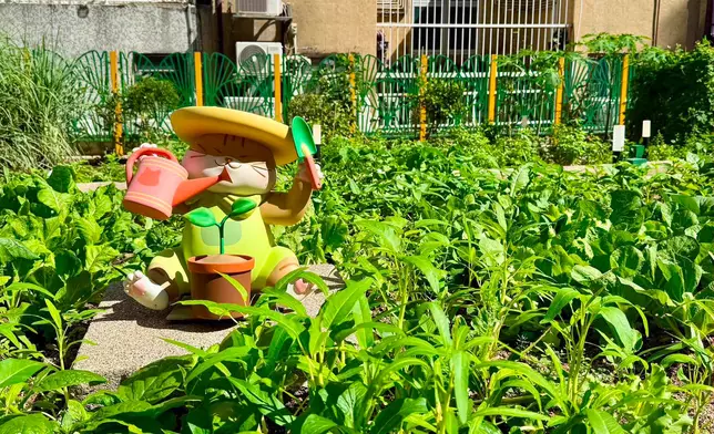 中西區城市耕作工作坊少年警訊篇圓滿結束 學員收割農作物並分享予區內家庭
