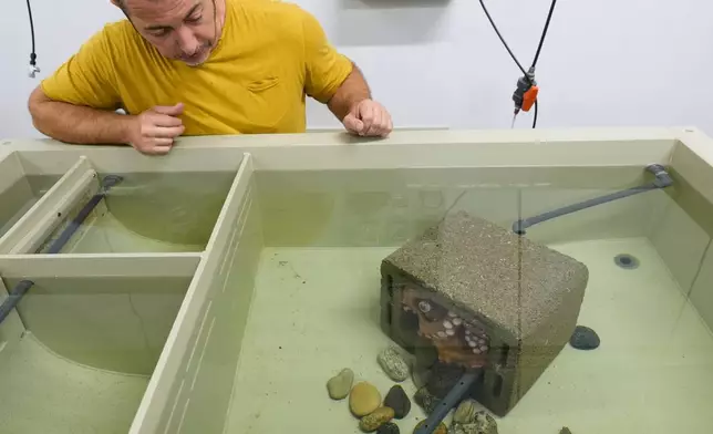 研究技術員安東尼奧·卡薩利尼在意大利切塞納蒂科一間研究實驗室檢查一隻雌性八爪魚。攝於2026年8月20日周四。(美聯社圖片/Luca Bruno) AP圖片