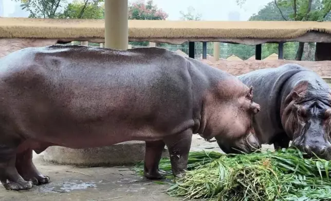 碩士畢業生不做科研反入動物園當河馬保育員，每日與「半噸糞便」打交道。網上圖片