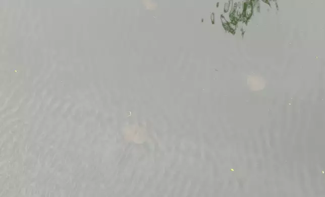 大埔林村河9月3日下午突然湧現大量魔鬼魚。大埔林村河9月3日下午突然湧現大量魔鬼魚。Tung Tung FB圖片