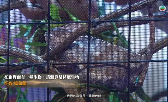 答案揭出真係變色龍後，Baebae自己都好震驚。