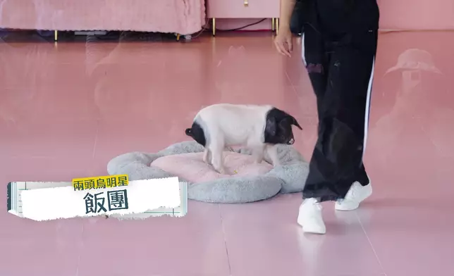 表演活動的明星豬。