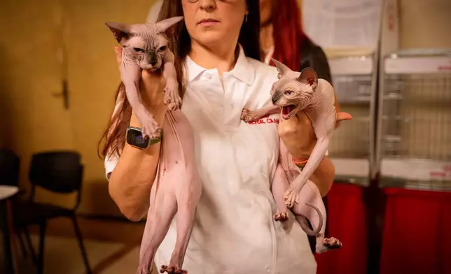 2026年9月26日周六，一名女子在羅馬尼亞布加勒勒斯特舉行的國際貓咪選美比賽評審環節中，抱著斯芬克斯貓。這項被稱為「貓界奧斯卡」的比賽，有超過200隻貓咪參與。(美聯社圖片/Vadim Ghirda) AP圖片