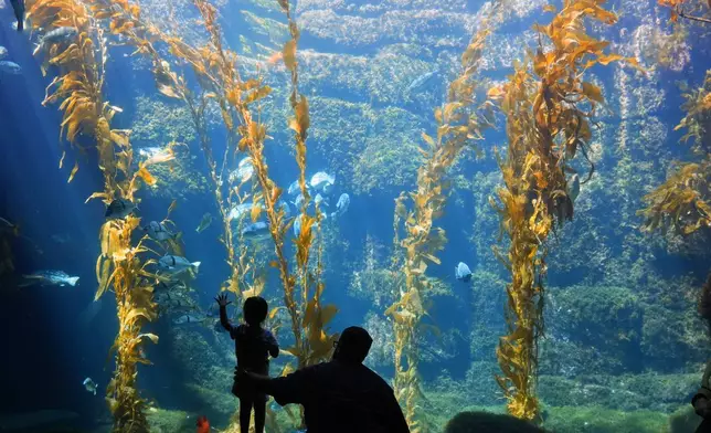 2026年9月2日周三，阿扎拉辛格在聖地牙哥伯奇水族館的加州海帶森林棲息地，與父親一同觀看海洋生物時伸手。(美聯社圖片/Gregory Bull) AP圖片