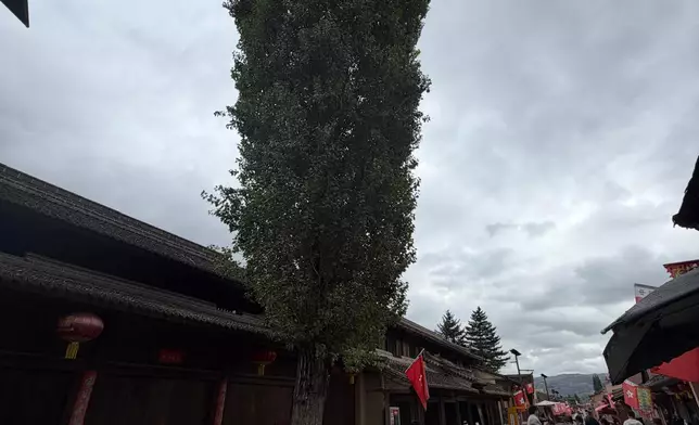 自1935年屹立在哈達鋪紅軍街的大樹
