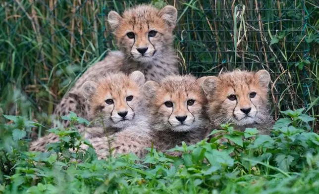 布拉格捷克共和國動物園內，四隻新生的獵豹五胞胎幼崽，於二零二六年九月二十五日周五，在圍欄內休息。（美聯社圖片/Petr David Josek） AP圖片