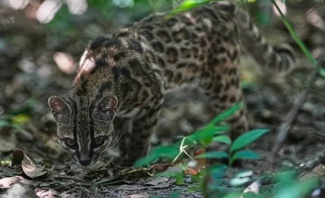 一隻被確認為新物種「Leopardus tilcayo」的細小斑點野貓，2026年9月20日周日，行走在玻利維亞永加斯地區靠近科羅伊科的森達維爾德野生動物保護區內。(美聯社圖片/Juan Karita) AP圖片