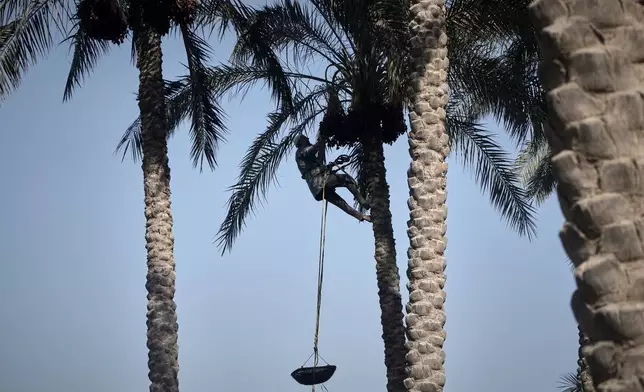 周二（2026年9月15日），哈吉·易卜拉欣·里茲克在埃及開羅郊區蓋勒尤比亞省卡夫爾森德瓦村採摘其樹上的椰棗。(美聯社圖片/Amr Nabil) AP圖片