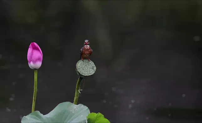 影片截圖 CGTN圖片