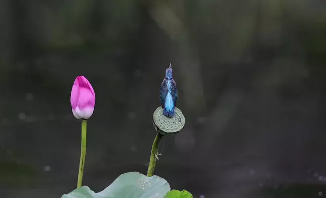 影片截圖 CGTN圖片
