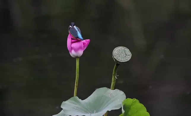 影片截圖 CGTN圖片