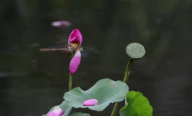 影片截圖 CGTN圖片