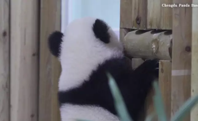 影片截圖 CGTN圖片