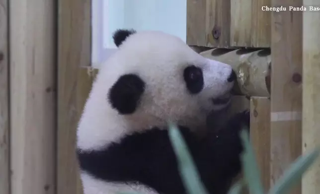 影片截圖 CGTN圖片