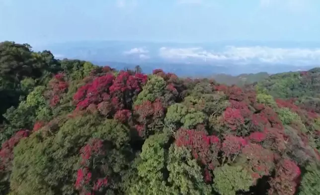 影片截圖 CGTN圖片