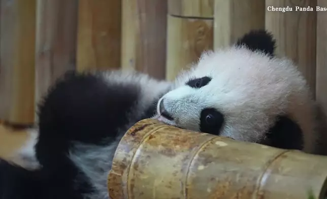 影片截圖 CGTN圖片
